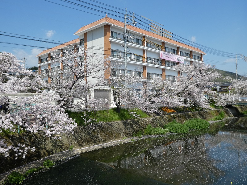 きららラポール桜並木